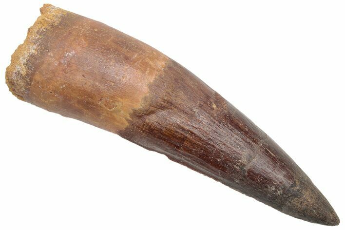 Fossil Spinosaurus Tooth - Huge Dinosaur Tooth #230555